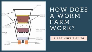 How Does a Worm Farm Work Plus Tips [upl. by Kopp]