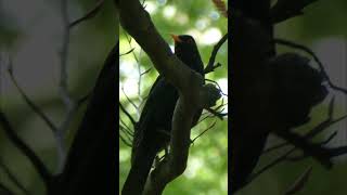 Happy Blackbird 28 🍀 Blackbird Singing 🍀 Relaxing Nature Sounds [upl. by Alphonso]