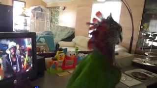 HAWKHEAD PARROT DANCING Mystique Hips Dont Lie [upl. by Quintina212]