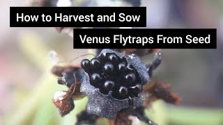 How to Harvest and Sow Venus flytraps From Seed [upl. by Anneehs]