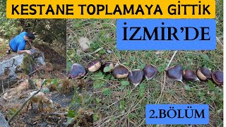 KESTANE NASIL TOPLANIR Ä°ZMÄ°RDE KESTANE TOPLAMAYA GÄ°TTÄ°K 2BÃ–LÃœM [upl. by Farley]