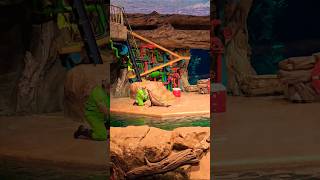 Funny sea lion show 😍 funny sealions video abudhabi dubai [upl. by Griggs787]