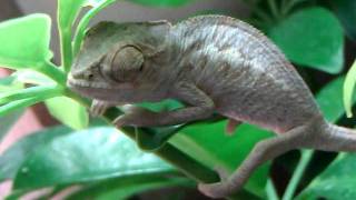 Panther chameleon cross Ambanja X Ambilobe [upl. by Hermy]