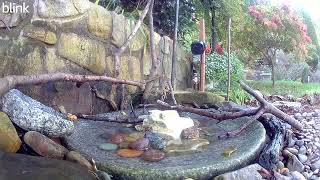 1032024 315PM Female American Redstart [upl. by Madoc]