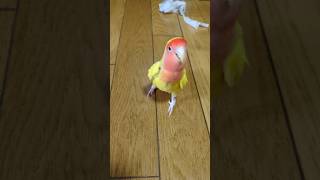 下手な歌に戸惑いながら踊る鳥🦜A bird dance even when singing poorly [upl. by Linker]