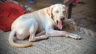 LABRADOR BUFE IS LIVE shortvideos shorts ytshorts [upl. by Liss]