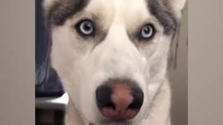 Funniest Huskey Moments Do watch this before getting One [upl. by Elyac]