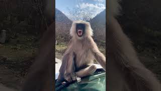 Curious Colobus Monkey Explores a Car – Hilarious Primate Encounter PrimateKingdom [upl. by Anawit623]