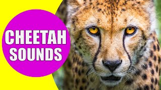 CHEETAH SOUNDS  Listen to the Sound of Cheetahs with Real Videos [upl. by Inig]