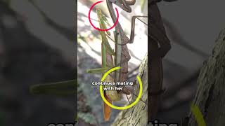 female mantis kills her partner while mating animal animals animalfacts wildlife [upl. by Niaz]