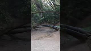 Lake Chabot Regional park 💚 lakechabot shortsviral [upl. by Urita]