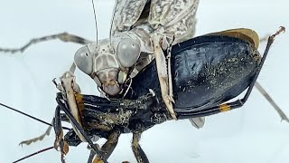 Pnigomantis medioconstricta preys on white spotted Assassin bugDouble shield Mantis vsAssassin bug [upl. by Nnylrahc]