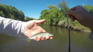 Pike cichlid fishing Uruguay [upl. by Tnert766]