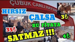 HIRSIZ ÇALSA BU FİYATA SATMAZ  ÇUBUK CANLI HAYVAN PAZARI 13 EYLÜL 2024 BÖLÜM 1 [upl. by Ayaladnot589]