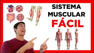 ✅SISTEMA MUSCULAR FACIL funciones clasificación partes Fisiologia y Anatomia [upl. by Xyla]