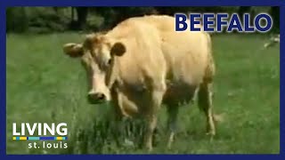 Beefalo  Living St Louis [upl. by Loos]