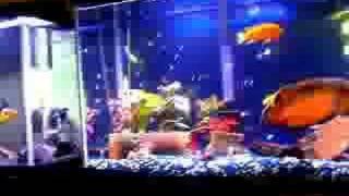 55 gallon oscar cichlids [upl. by Repmek]