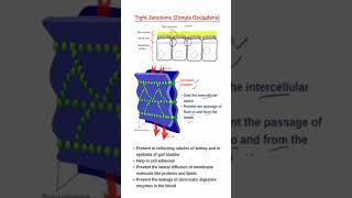 Tight Junction Zonula occludens tightjunction junction cellbiology cellmembrane zoology bio [upl. by Wagshul40]