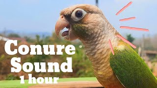 green conure sound 1 hour green cheek conure parrot bird shout loudly in the morning [upl. by Gargan]