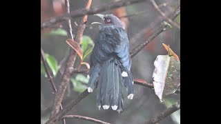 Blackbellied Malkoha 小綠嘴地鹃 [upl. by Fredie]