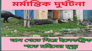 সামসেরগঞ্জে ইলেকট্রিক সকে মহিষের মর্মান্তিক মৃত্যু [upl. by Aynad]