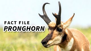 Pronghorn Facts the American quotAntelopequot 🦌 Animal Fact Files [upl. by Mella]