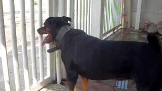 rottweiler barking at pigeons [upl. by Kemp]