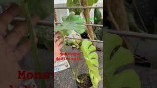 Montera deliciosia plant sale saleplants tamil 250 free shipping [upl. by Ynohtna]