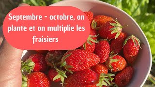 Quand planter et multiplier les fraisiers 🍓 [upl. by Llig]