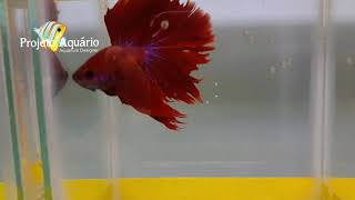 Peixes betta pet com qualidade [upl. by Saul]