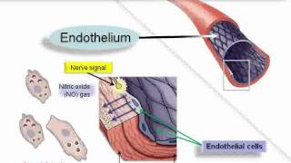 L Argenine and Nitric Oxide CURE Heart Diseaseflv [upl. by Berke]