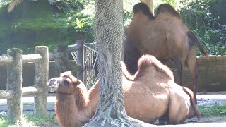 フタコブラクダ Bactrian camel：台北市立動物園（Taipiei Zoo） [upl. by Anyar]