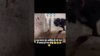 Ma bhag jao ga 😂funnyshorts shorts viralshorts trendingshorts viraltiktok toptrending funny [upl. by Nylyahs92]