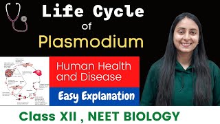 Life Cycle of Plasmodium  Malaria Parasite  CLASS XII  NEET [upl. by Sutsuj778]