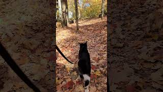 Walk 103024  A Walk With Camina IV  Hills amp Dales cat nature hiking [upl. by Macario]