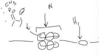 Molecular biology  How histones interact with DNA What is methylation acetylation… [upl. by Valera]