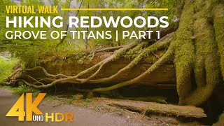 4K HDR Virtual Walk in Redwoods  Highest Trees amp Forest Sounds  Hiking Grove of Titans Trail  1 [upl. by Michi]