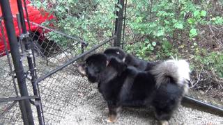 Tibetan Mastiffs barking some more [upl. by Foushee92]