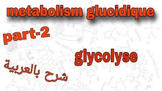 Part2  metabolism glucidique  glycolyse  درس الميتابوليزم بالعربية [upl. by Suriaj]