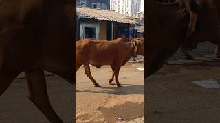 Gaay mata 🐄 shorts trendingshorts youtubeshorts iamharry gaymata viralshorts cowvideos cow [upl. by Enirehtacyram284]