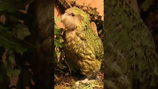 Wildlife Photography Kakapo wildlifephotography [upl. by Letnuahs494]