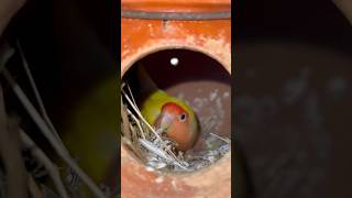 Lovebird Breeding mirpur1birdmarket birds lovebirds [upl. by Eenafit]