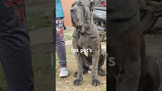 Neo Mastiff Puppies 9036941311 [upl. by Echo]