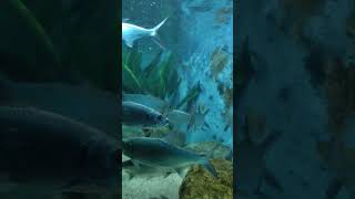 Megalops cyprinoides මෙගාලොප්ස් Tarpon freshwaterfish [upl. by Esilahc]