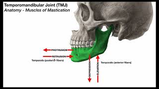 TMJ Biomechanics  Mandibular Elevation [upl. by Maleeny172]