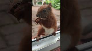 Bauch kraulen ganz gefährlich 🔆❤️🥰😆 squirrels shortsclip cute [upl. by Ahsercul]