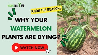 Reasons With Remedies Why Watermelon Plants Are Dying [upl. by Small]