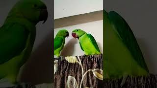 Parrot voice parrottalking parrotlover animals talkingparrort myparrotwifiandme talkingparot [upl. by Atinhoj65]