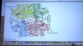 23 Biochemistry Glycolysis III Lecture for Kevin Aherns BB 450550 [upl. by Bergess378]