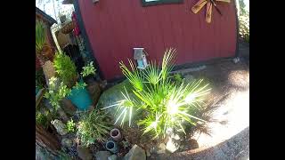 Chamaerops humilis palm looking good late Winter [upl. by Ordisy]